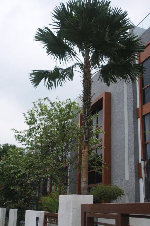 新加坡木谷物工程（1）